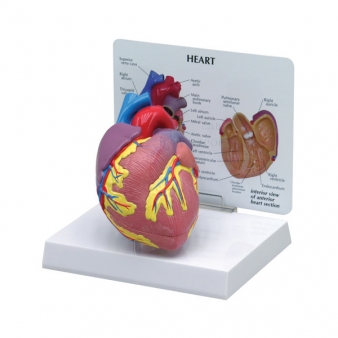 Human Heart Anatomy Models